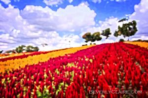 Field of Colorful Plumed Cockscomb